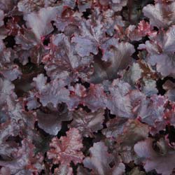 Heuchera 'Black beauty'